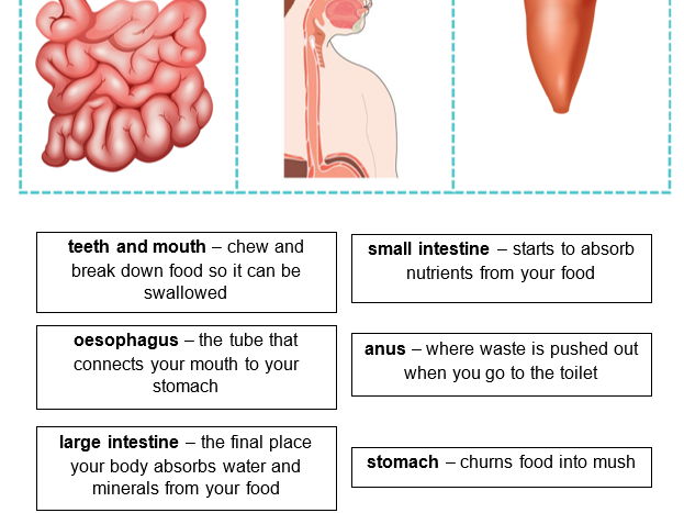 The Digestive System
