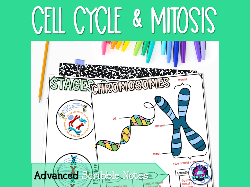 Cell Cycle Notes - Advanced Scribble Notes