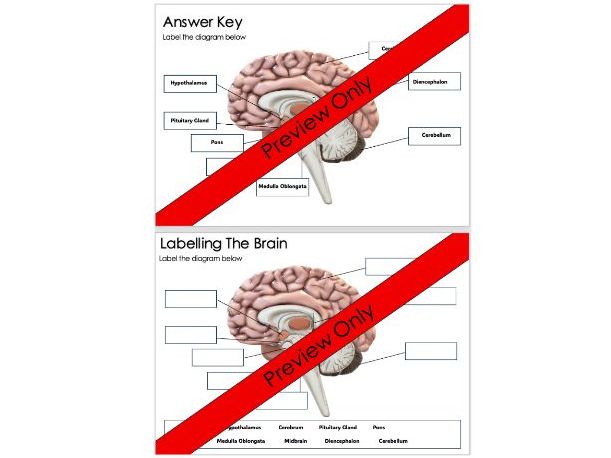 Brain Anatomy Labelling Worksheet (Nervous System)