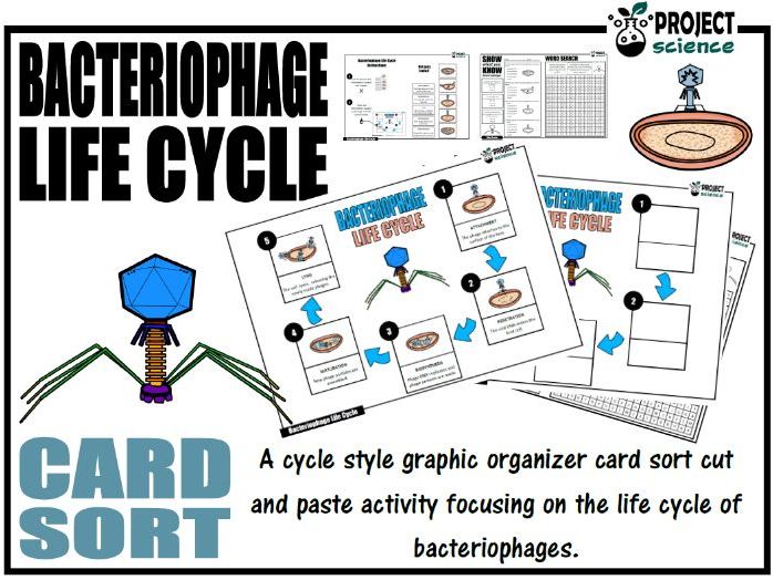 Bacteriophage Life Cycle [Virus ] Card Sort [Cut and Paste Activity]
