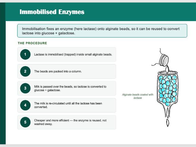 Enzymes IGCSE
