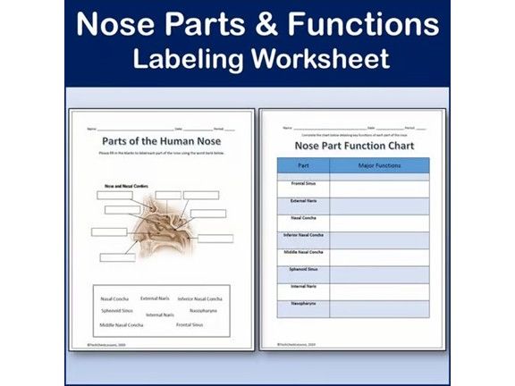 Parts of the Nose Diagram Labeling Worksheet - Science