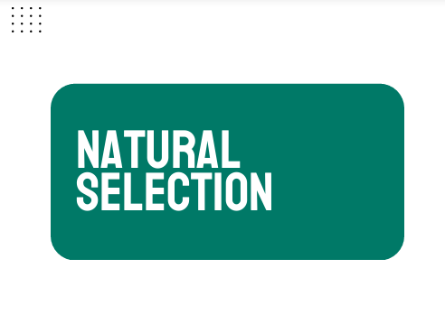 AP Biology Unit 7: Natural Selection