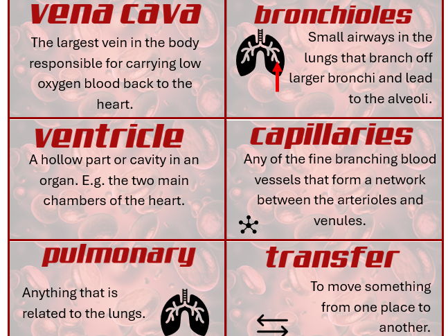 KS2 Human Circulatory System Display Vocab
