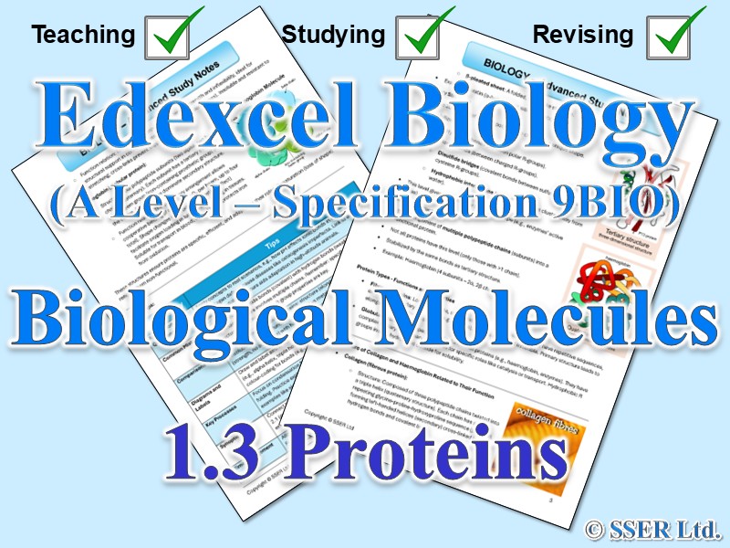 BIOA_EDX Topic Notes: 1.3 Proteins