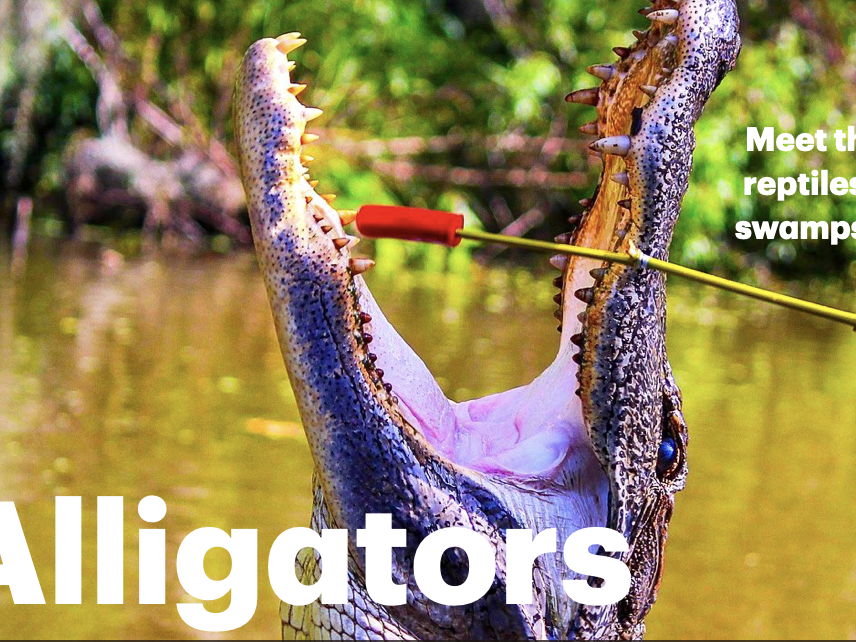Alligators: Animated Keynote/PPT Presentation, Colorful Science