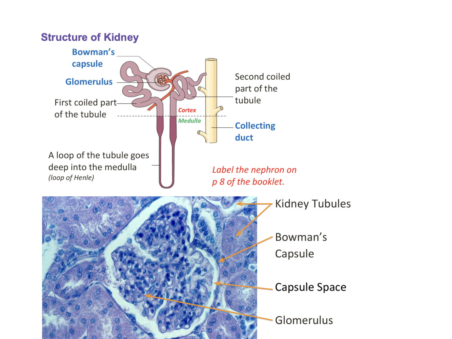 IGCSE Biology + Chemistry notes