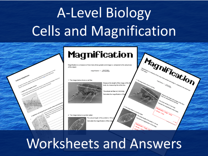Cell Adaptations and Magnification Worksheets - A level Biology