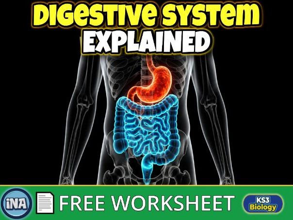 The Human Digestive System - FREE KS3 Biology Worksheet