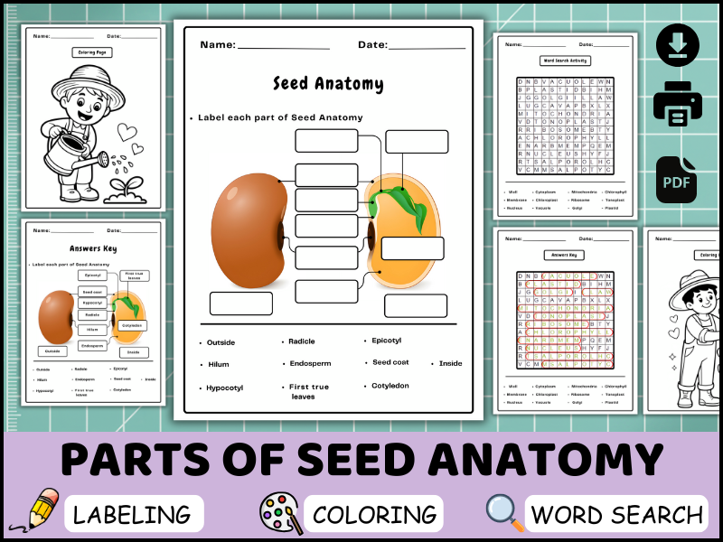 Seed Anatomy Worksheets, Labeling Diagram, Coloring Page, Word Search Activity (PDF)