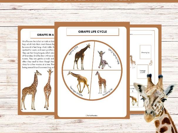 Life Cycle of a Giraffe Worksheet - Animal Science Unit Study With Fun Facts!