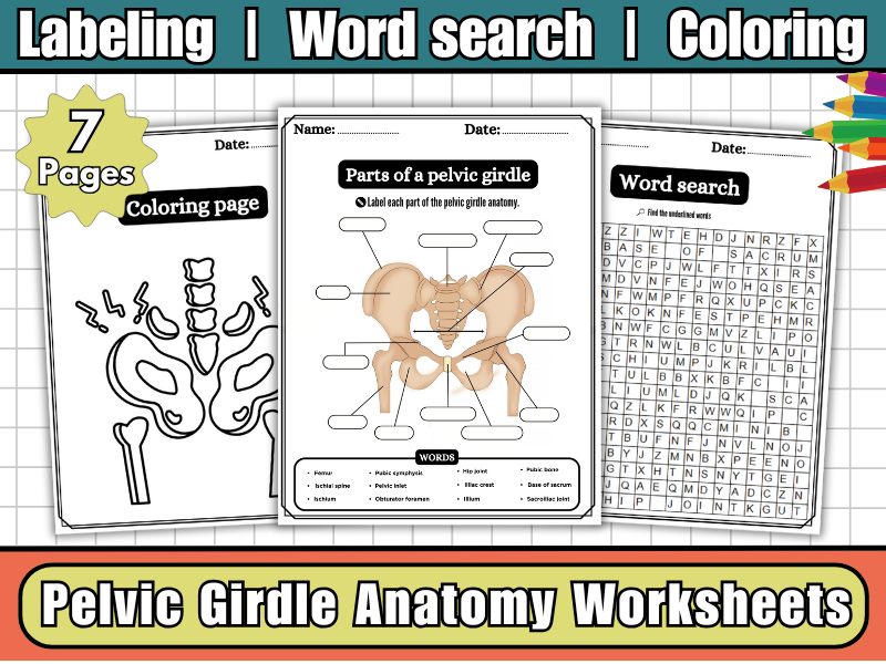 Pelvic Girdle Anatomy Worksheets | Labeling Diagram | Word Search | Coloring- Skeleton Science