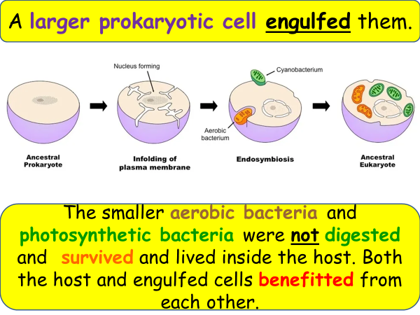 Structure of prokaryotic cells and endosymbiosis