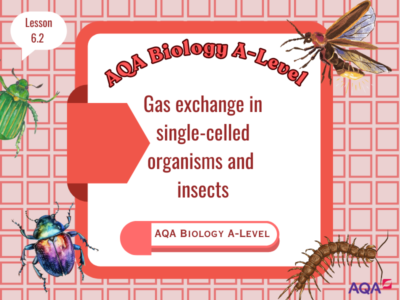 AQA A-Level Biology: Gas Exchange in Single-Celled Organisms and Insects (3.3.2)