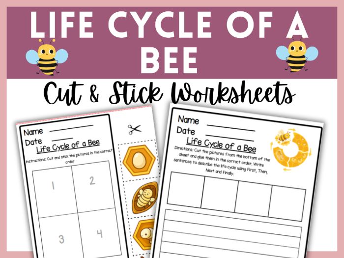 Life Cycle of Bee Cut and Paste Activity Craft EYFS Year 1