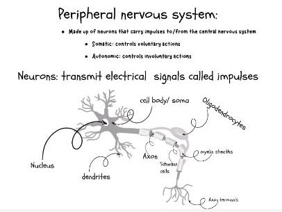 Nervous system and brain anatomy gcse