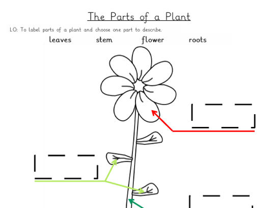Year 1 Parts of a plant labelling