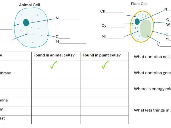 Cell structure worksheet with support