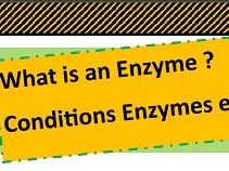 Enzymes