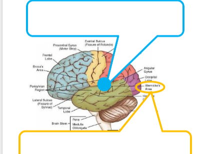 AQA A-Level Psychology Schizophrenia Booklet