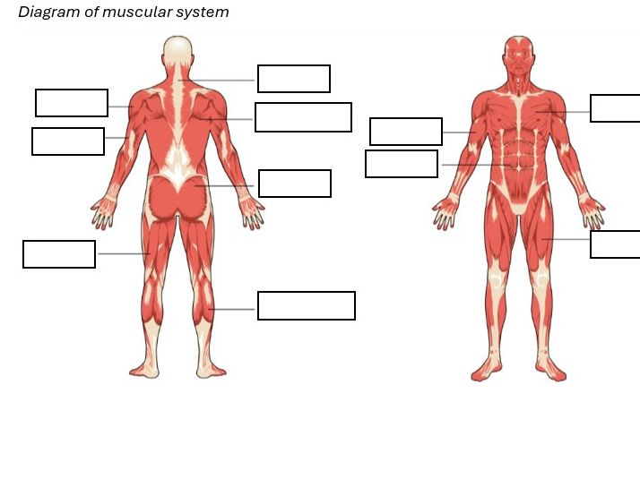 Health Related Activity Worksheets
