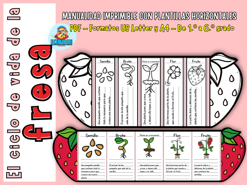Strawberry Life Cycle in Spanish | Foldable Plant Science Craft, PDF