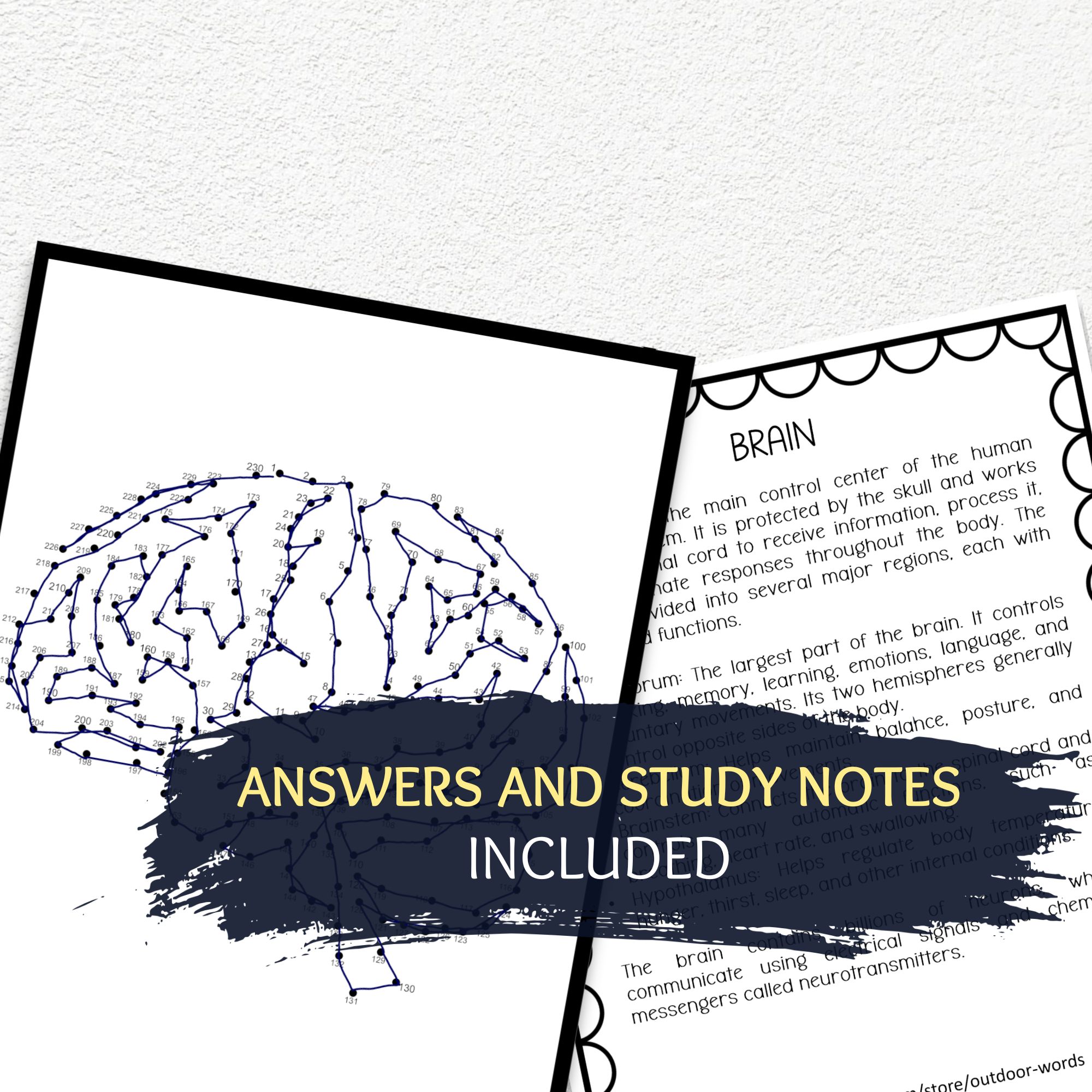 Brainstring Activity Brain Dot-to-Dot Puzzle, Human Anatomy Activity | Teaching Resources