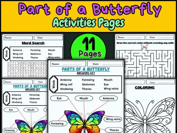 Parts of a Butterfly Worksheet | Insect Anatomy Labeling