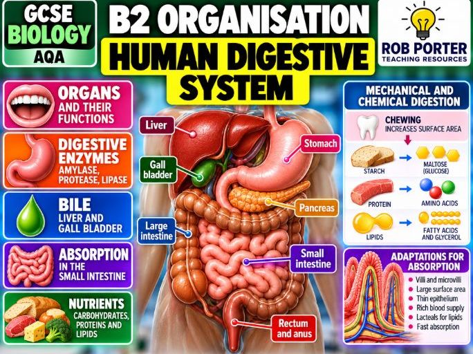 GCSE Biology Human Digestive System – Knowledge Organiser + 30 Questions & Answers