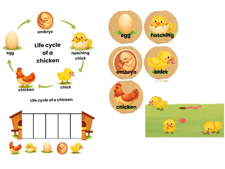 Chicken life cycle
