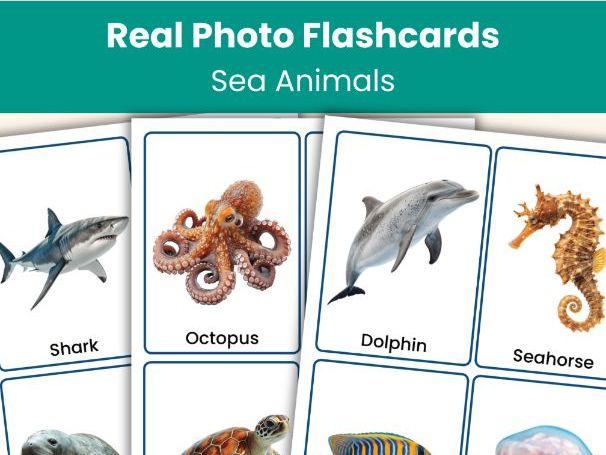 Sea Animals Flashcards | 24 Real Photo Vocabulary Cards | Preschool, KS1, ESL Resource