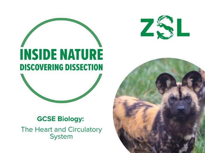 GCSE Dissection: Heart and Circulatory System