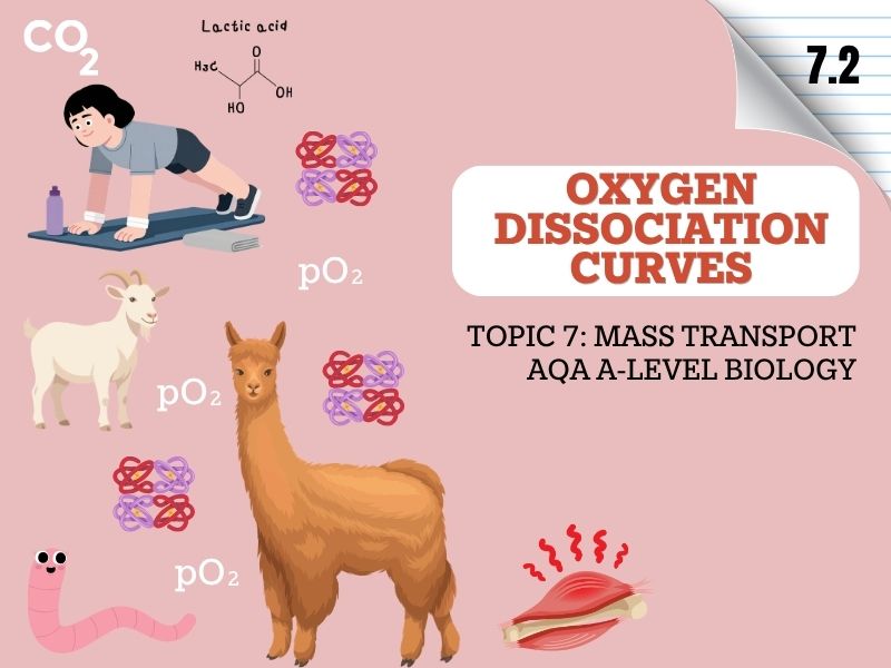 AQA A-Level Biology | Oxygen Dissociation Curves & Haemoglobin Affinity | 3.3.4.1