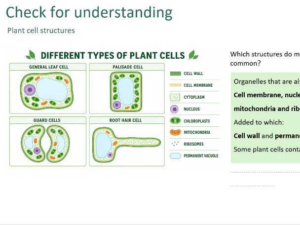Animal and plant cells (Biology GCSE AQA)