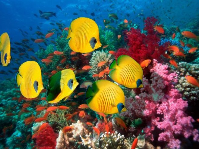 Classification & Biodiversity, IAL Marine Science, Cambridge CIE 9693 (complete unit)