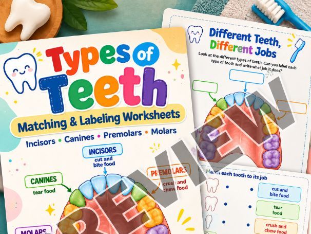 Types of Teeth Worksheets, Matching & Labeling Activities, Dental Health