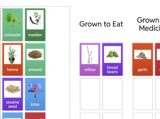 Ancient Egypt - How Plants Were Used