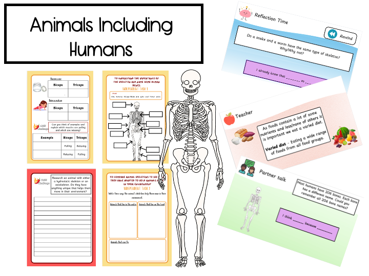 Year 3 Animals Including Humans Complete Unit
