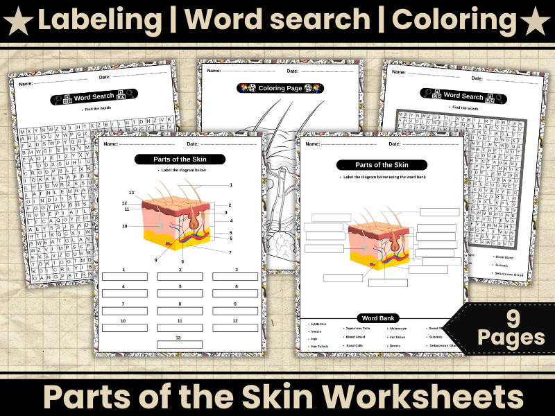 Parts of the Skin Diagram Worksheets-Human Skin Anatomy-Wordsearch,Coloring-Human Body Science
