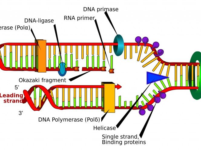 DNA Struture, Function and Replication