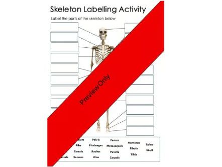 Skeleton Labelling Worksheet | Human Skeletal System Anatomy Diagram