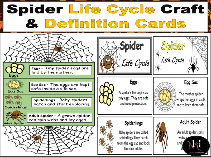 Spider Life Cycle Craft & Definition Cards | Fall Science Activity