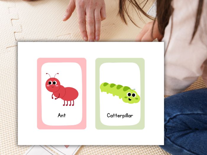 Insects Flashcards