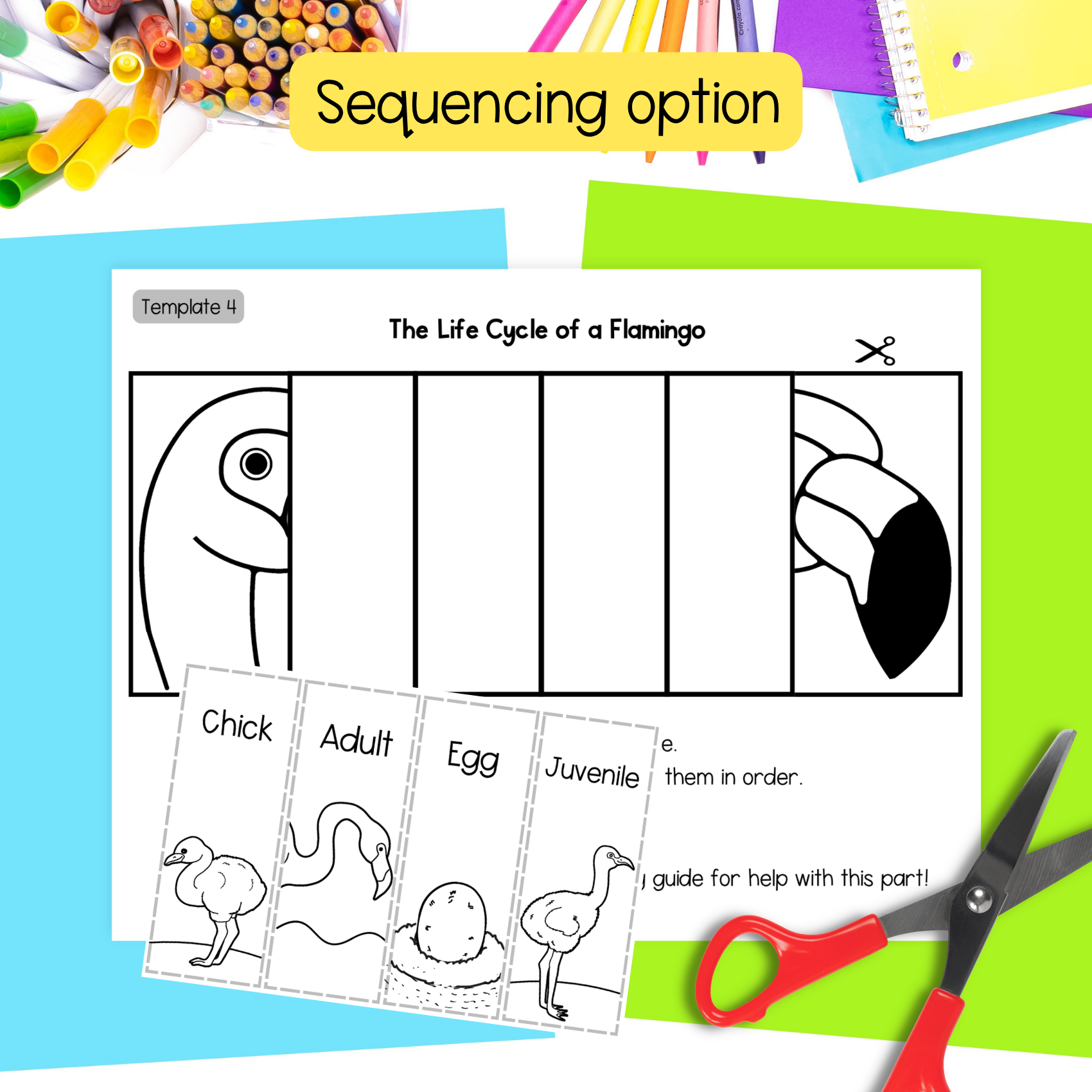 Life cycle of a flamingo sequence and fold science craft activity ...