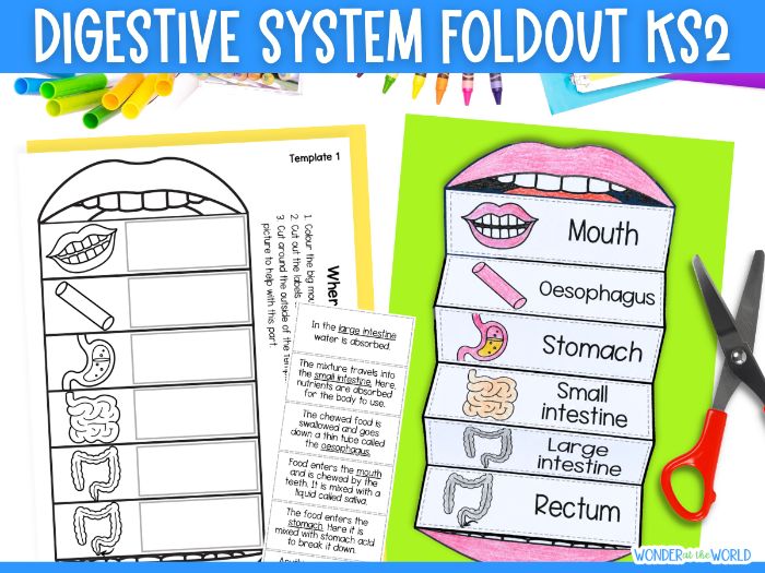 The digestive system sequence and fold science activity KS2 year 4