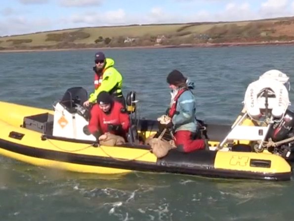 Sowing seagrass seeds in Wales