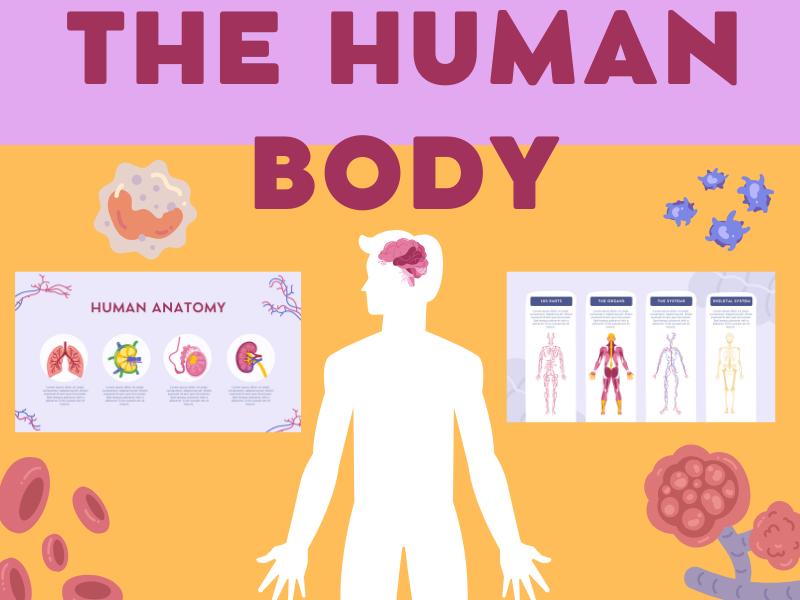 FREE: Label the Parts of the Body - Human Anatomy Worksheet for Early Learners