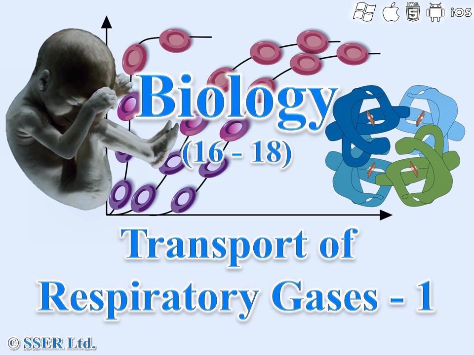 BioA_3.3.2 Transport of Respiratory Gases 1