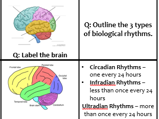 BIOPSYCHOLOGY Revision Cards