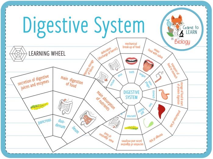 Digestive System Learning Wheel (KS3/4) Teaching Resources